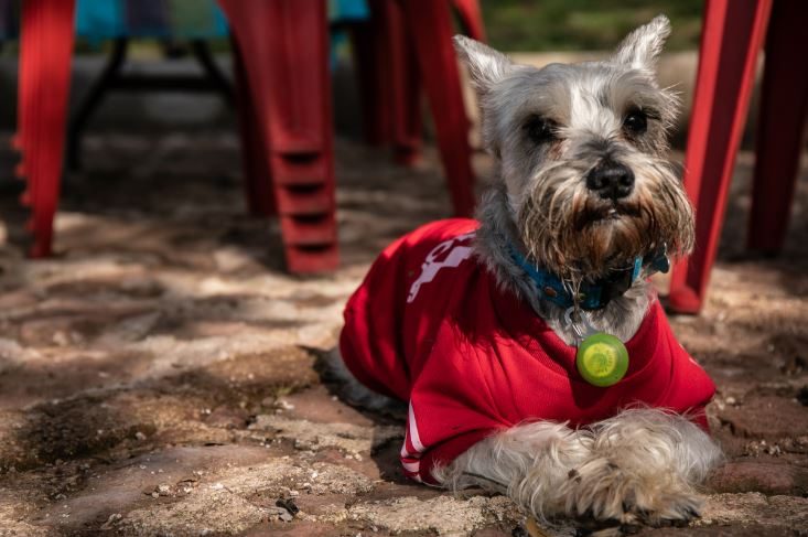 Mascotas en las Cabañas del Tío Tavo
