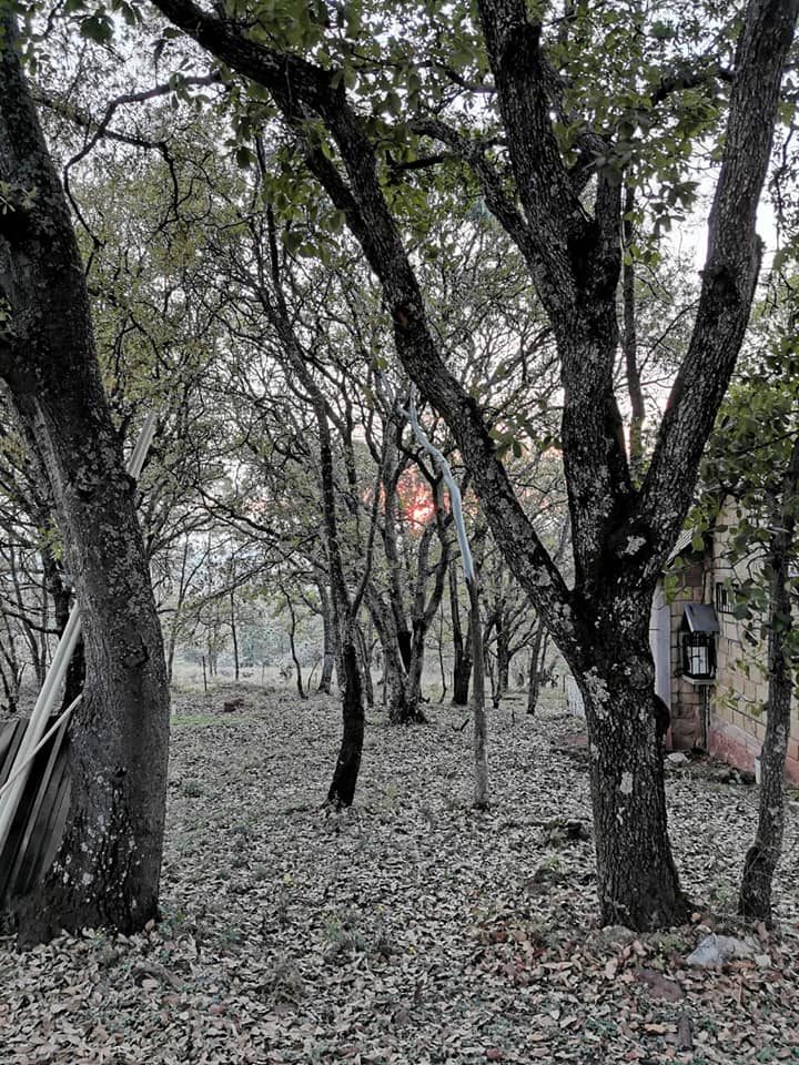 Vegetación campestre de Amealco